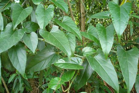 Cissus hastata